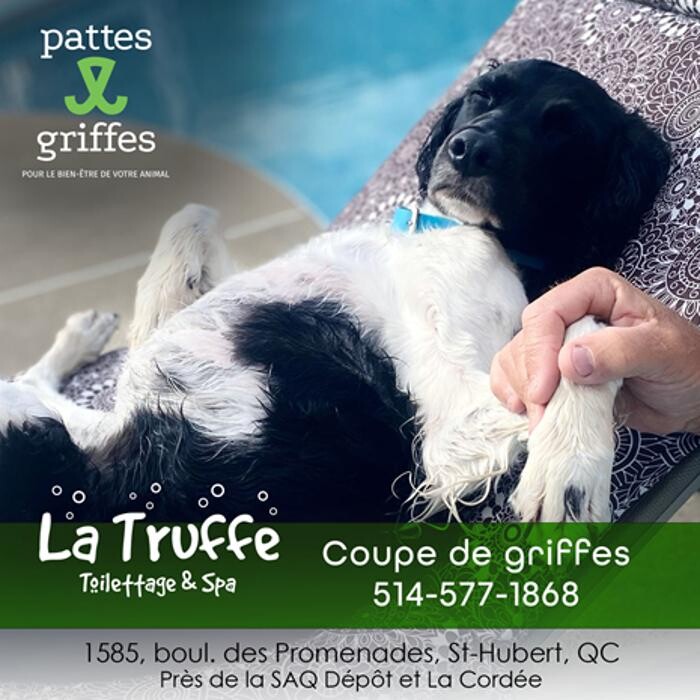 Images Pattes Et Griffes Saint-Hubert