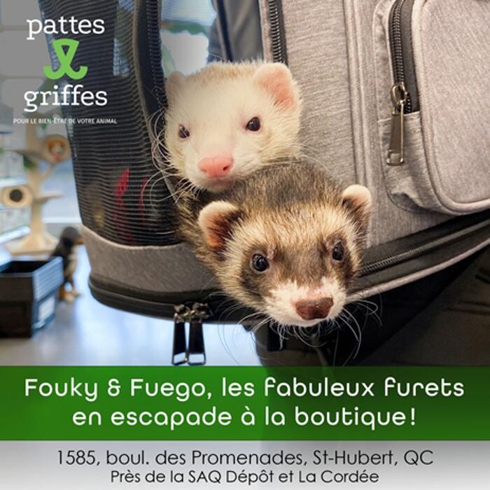 Images Pattes Et Griffes Saint-Hubert