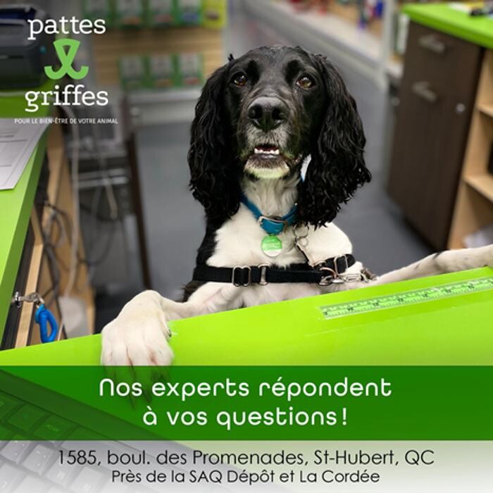 Images Pattes Et Griffes Saint-Hubert