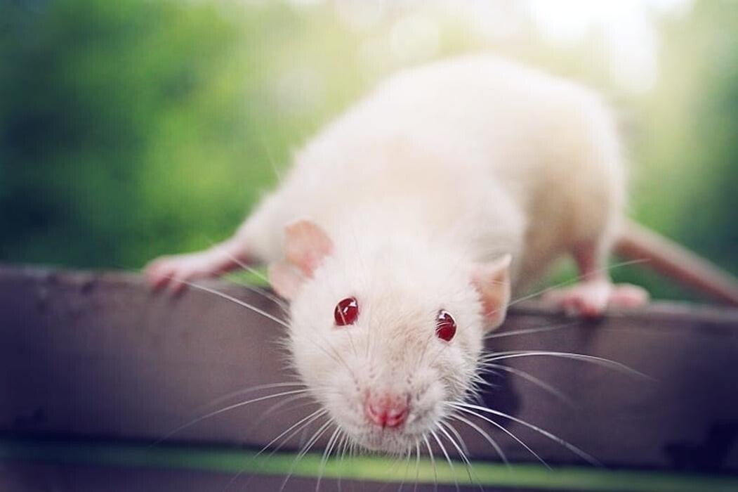 Images The 6 Day Zoo