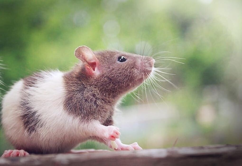 Images The 6 Day Zoo