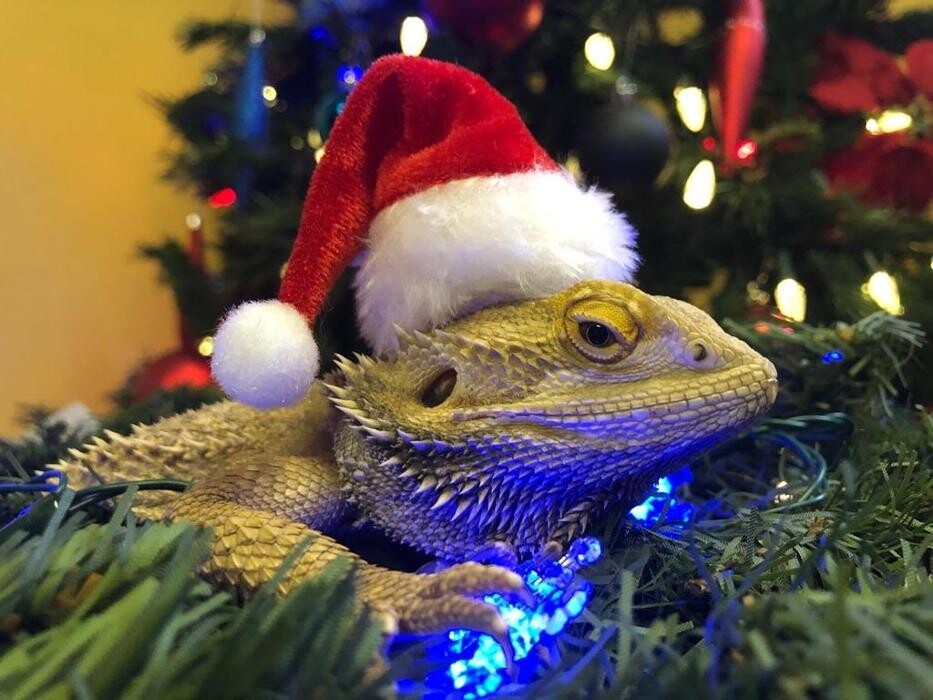 Images The 6 Day Zoo