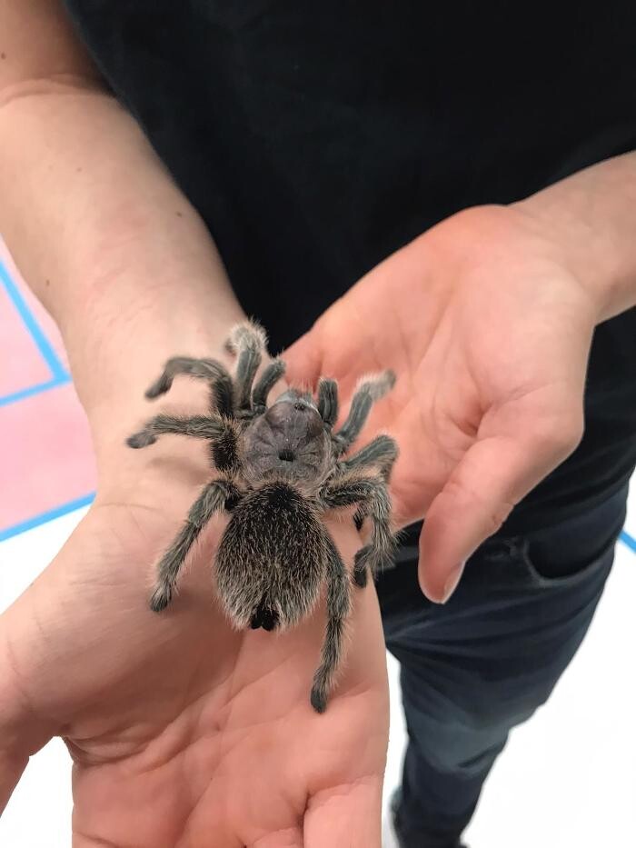 Images The 6 Day Zoo