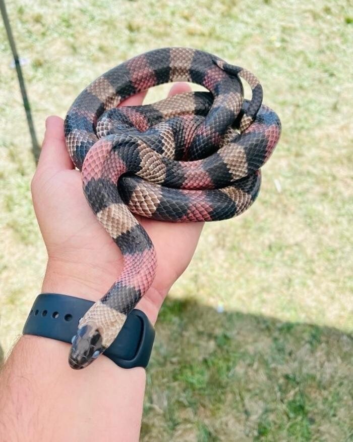 Images The 6 Day Zoo