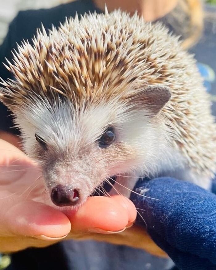 Images The 6 Day Zoo