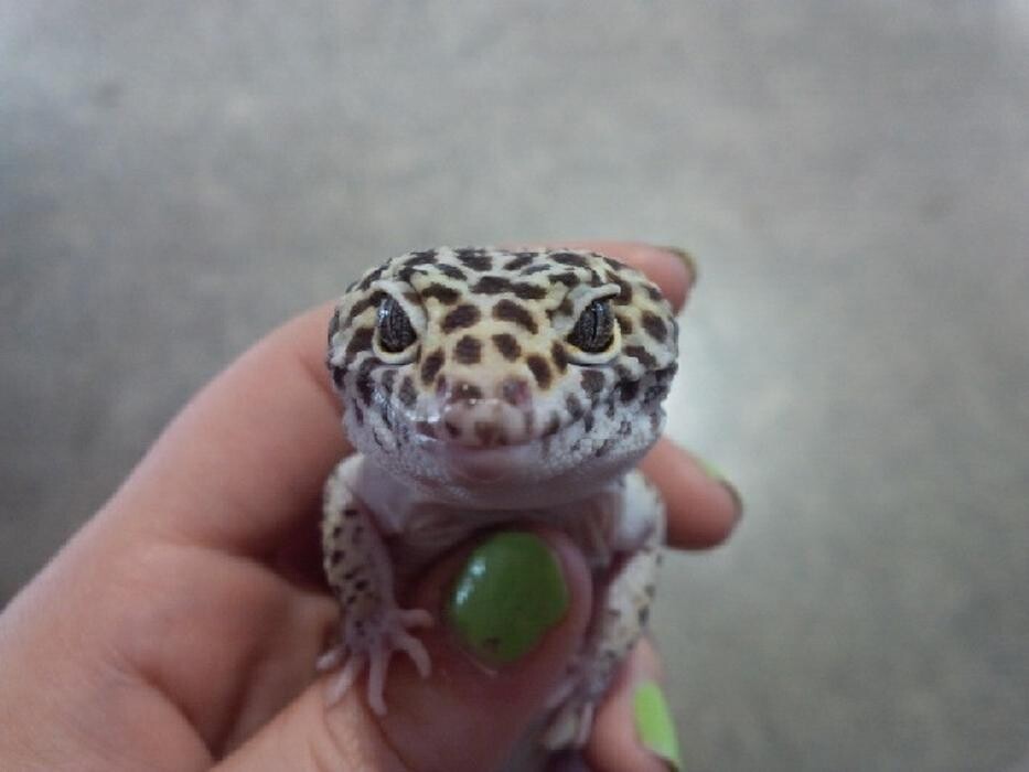 Images The 6 Day Zoo