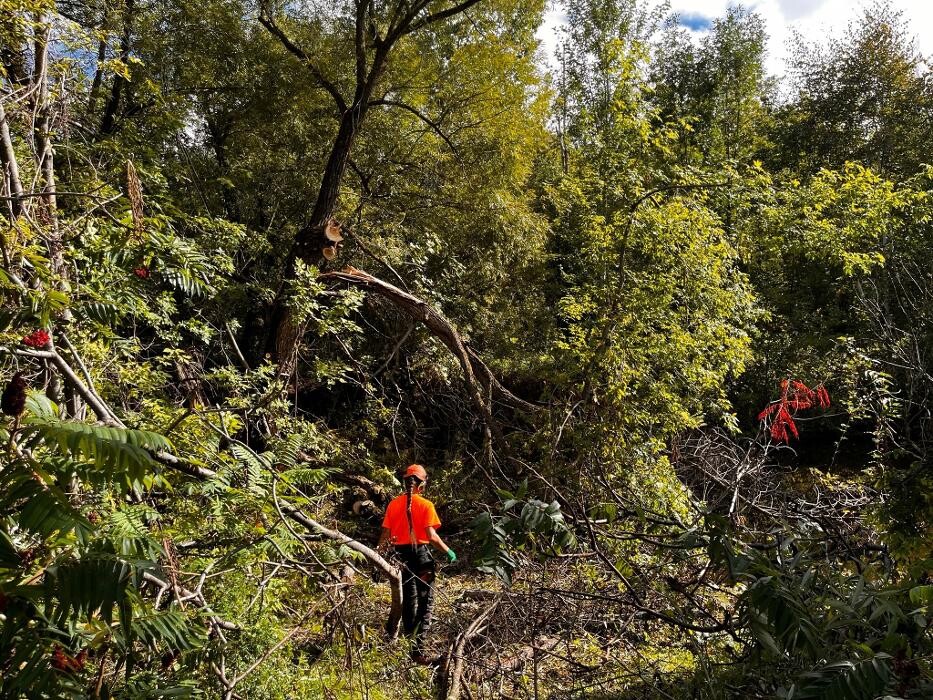 Images Arboriculture St-Germain