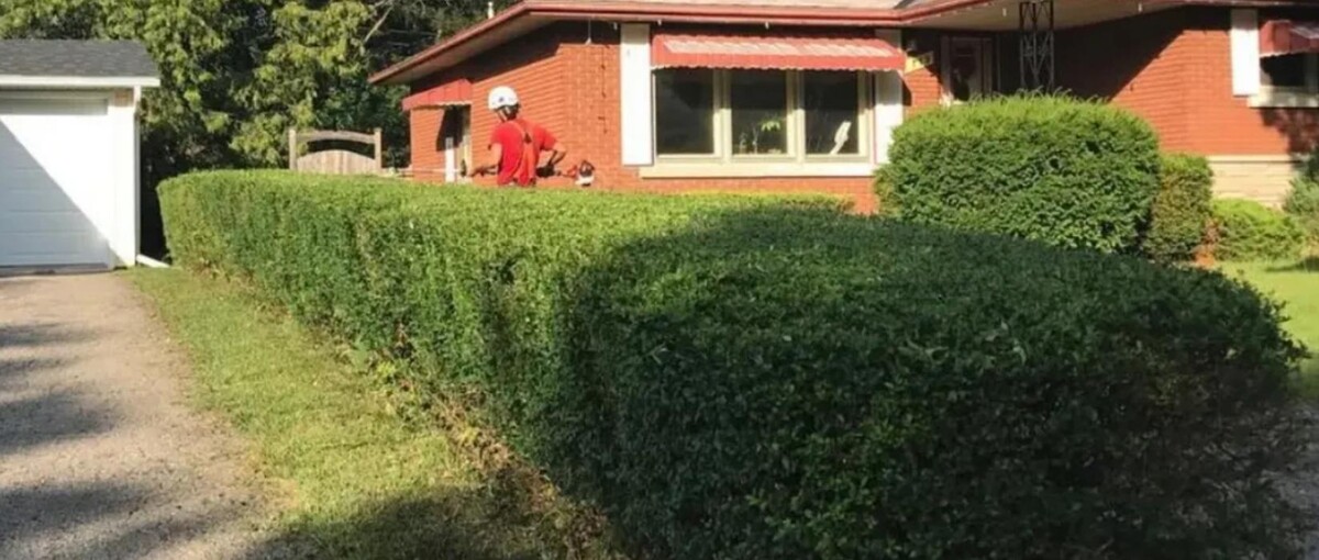 Images Jolly Loggers Tree Service