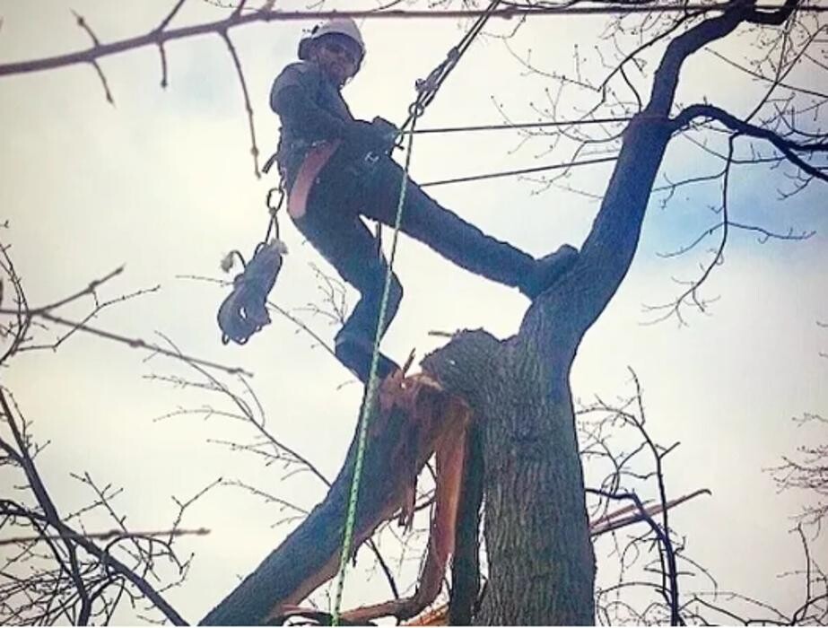Images Jolly Loggers Tree Service