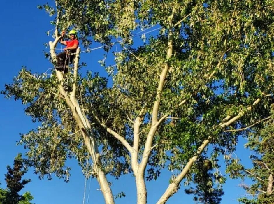 Images Jolly Loggers Tree Service