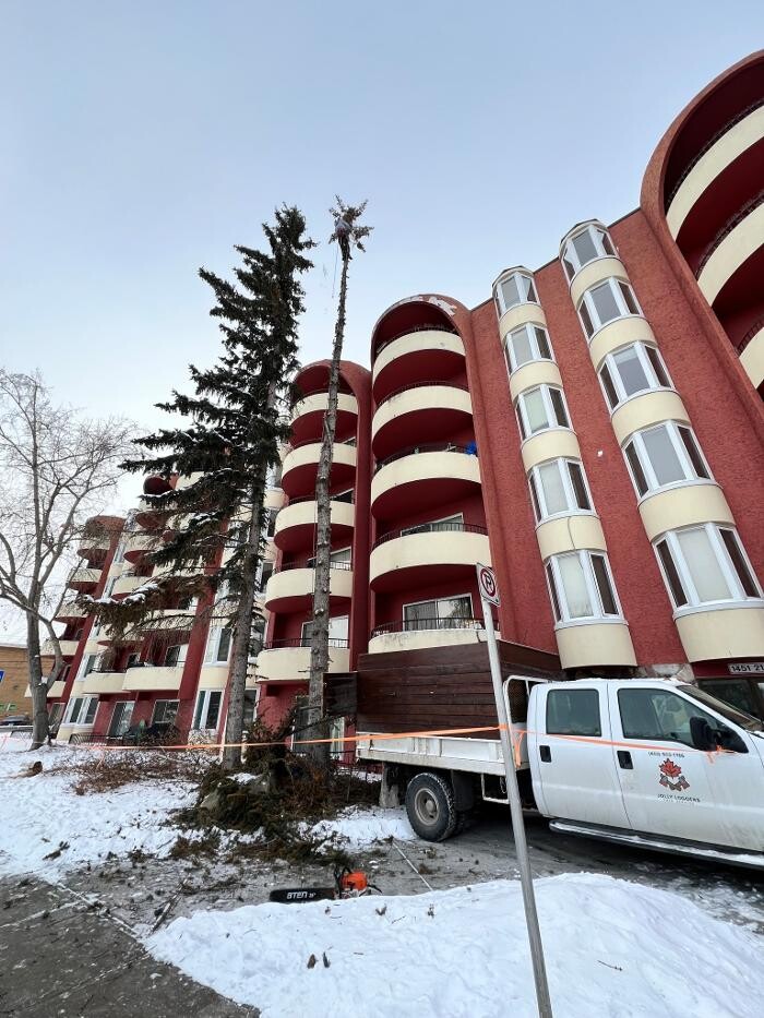 Images Jolly Loggers Tree Service