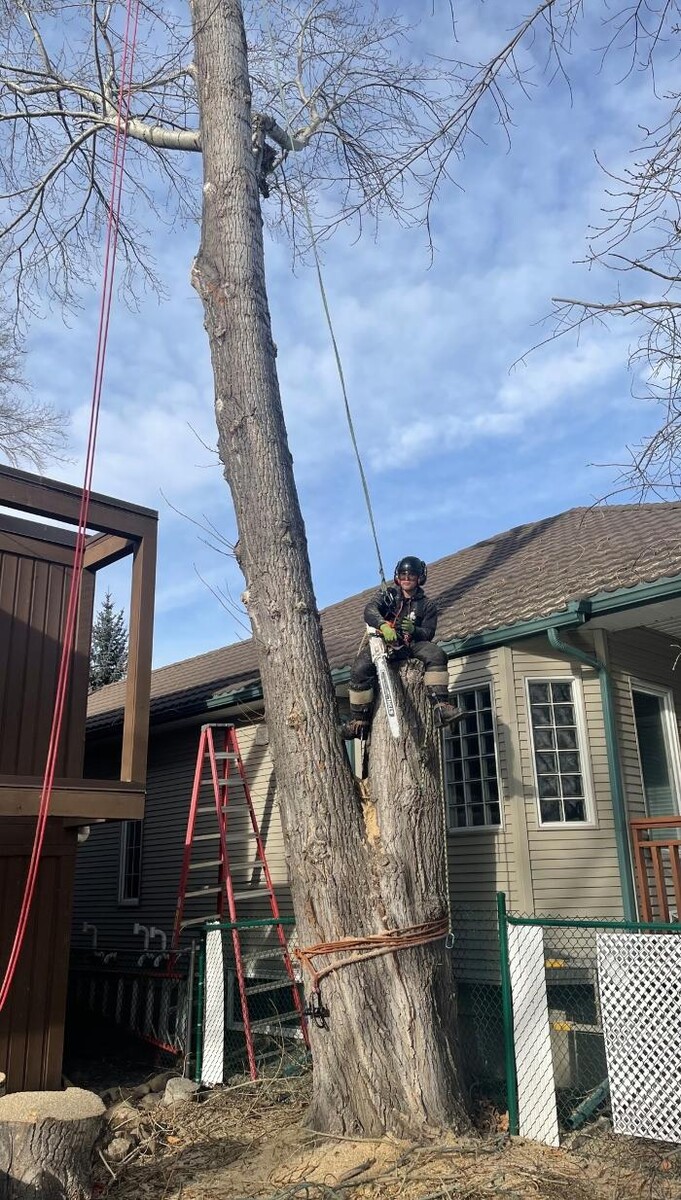 Images Jolly Loggers Tree Service