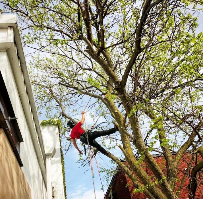 Images Jolly Loggers Tree Service