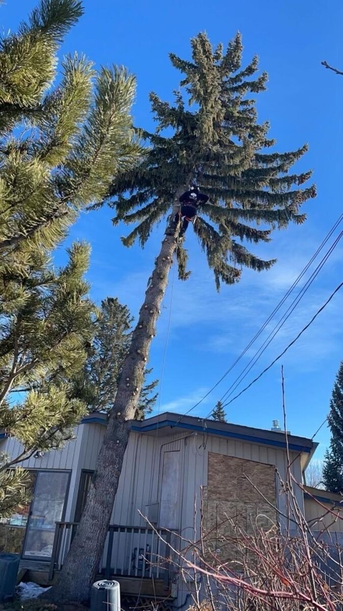 Images Jolly Loggers Tree Service