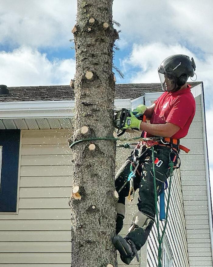 Images Jolly Loggers Tree Service