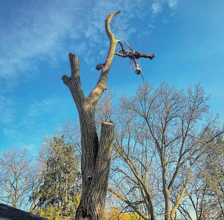 Images Jolly Loggers Tree Service