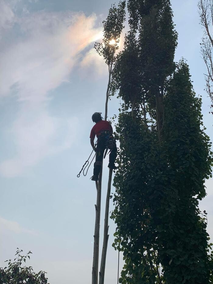 Images Jolly Loggers Tree Service