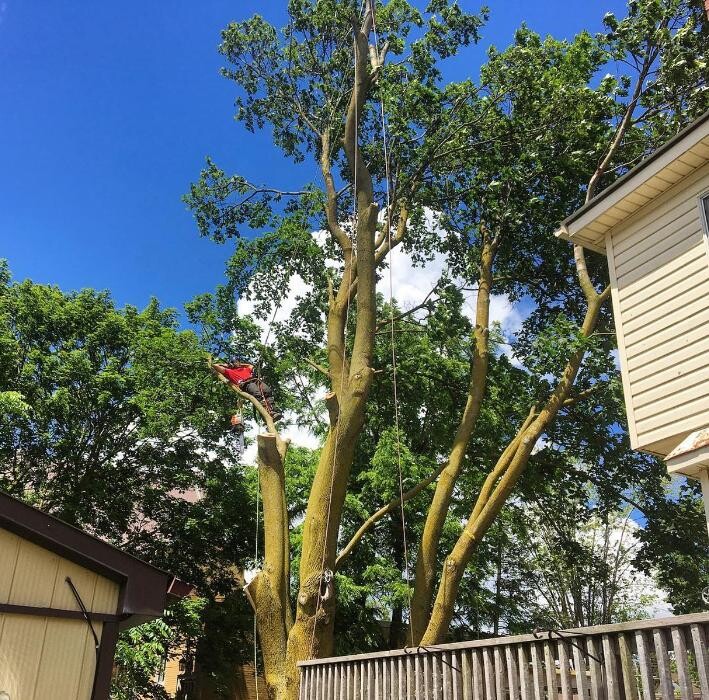 Images Jolly Loggers Tree Service