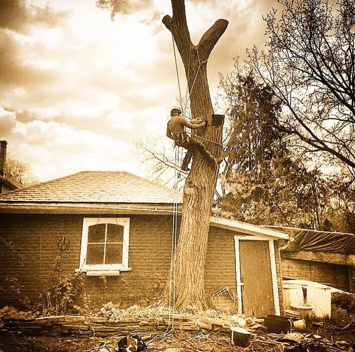 Images Jolly Loggers Tree Service