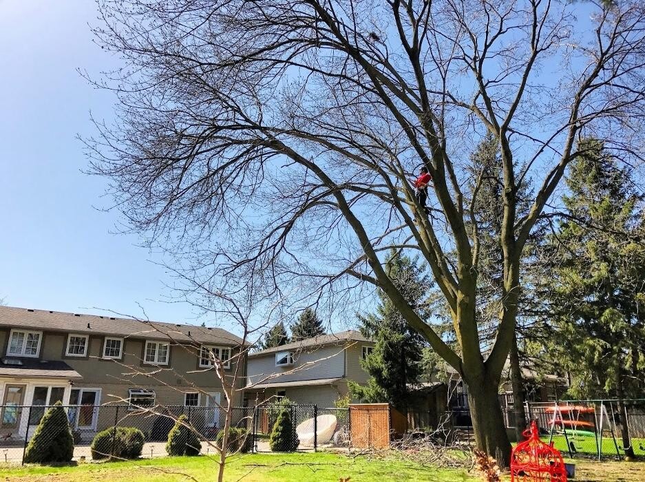 Images Jolly Loggers Tree Service