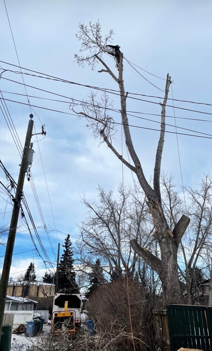 Images Jolly Loggers Tree Service