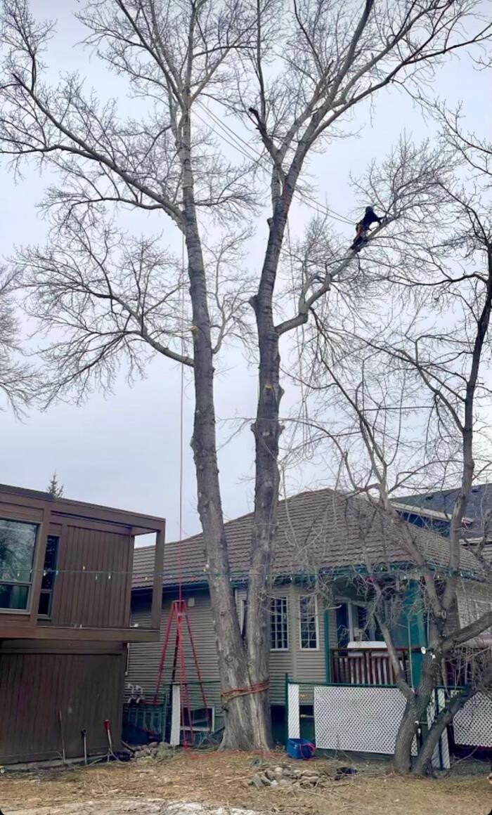 Images Jolly Loggers Tree Service