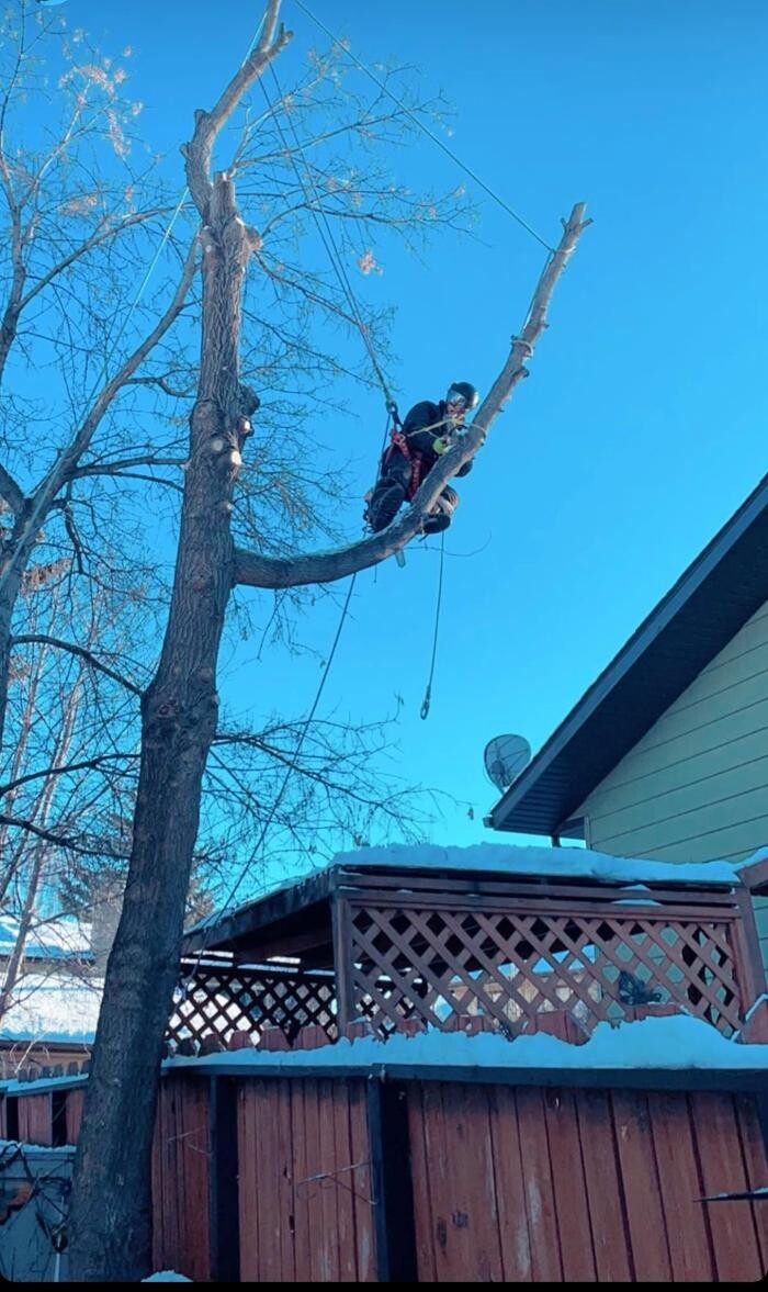 Images Jolly Loggers Tree Service