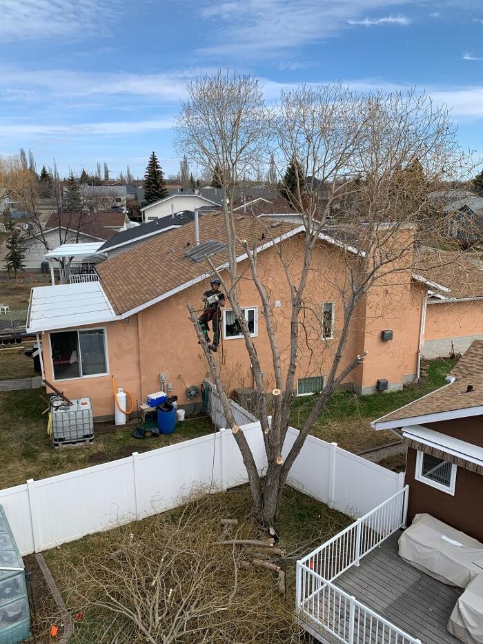 Images Jolly Loggers Tree Service