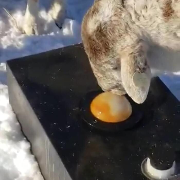 Images Diamond Meadow's Molasses