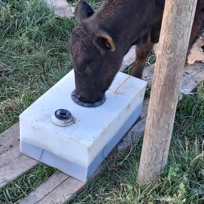 Images Diamond Meadow's Molasses