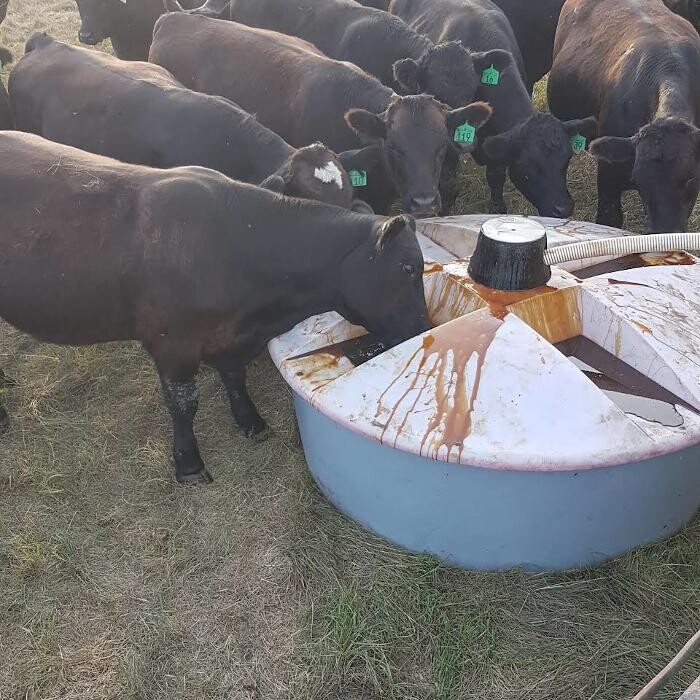 Images Diamond Meadow's Molasses