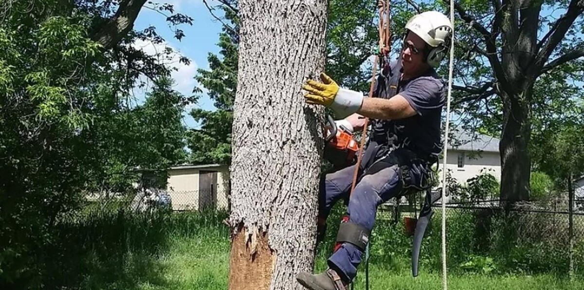 Images Beaver Tree Removal