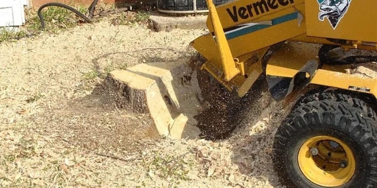 Images Beaver Tree Removal