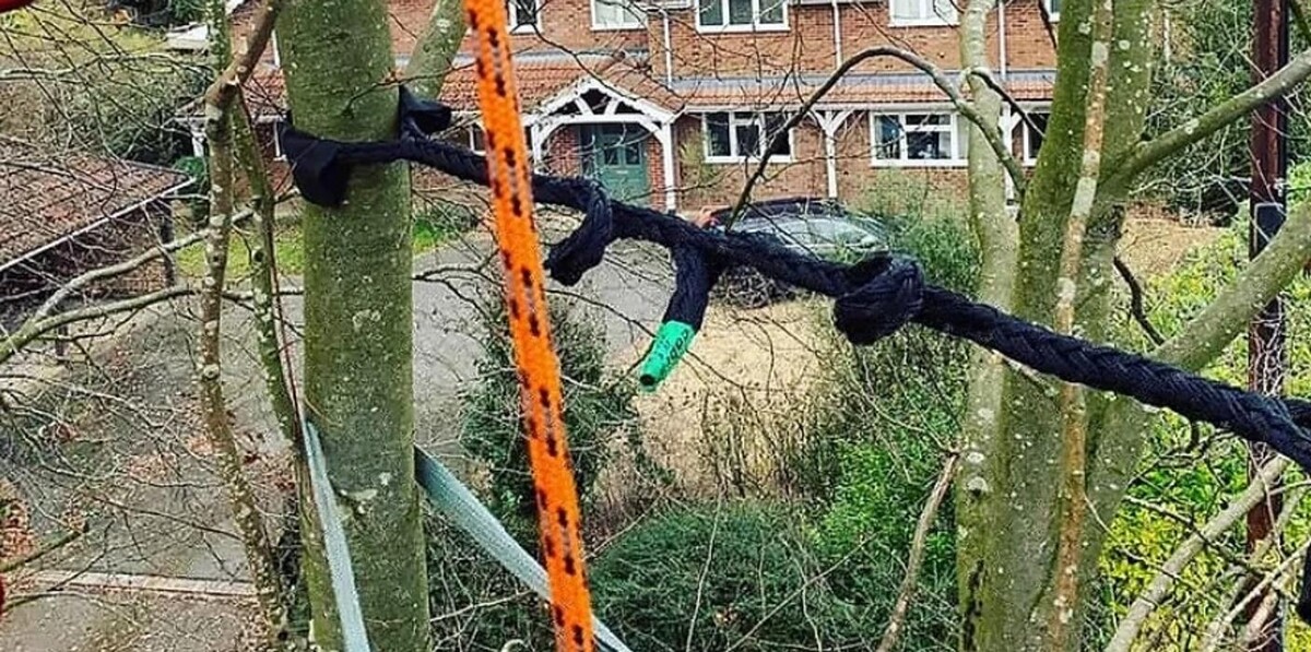 Images Beaver Tree Removal