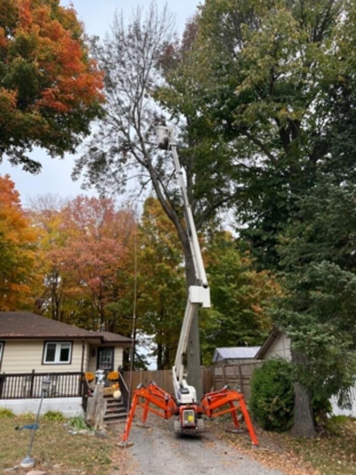 Images Dan's Tree Service