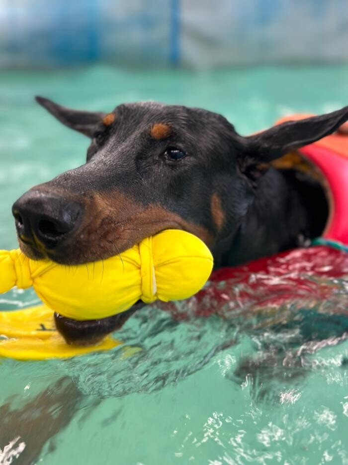 Images Frisky Pup Canine Hydrotherapy & Fitness