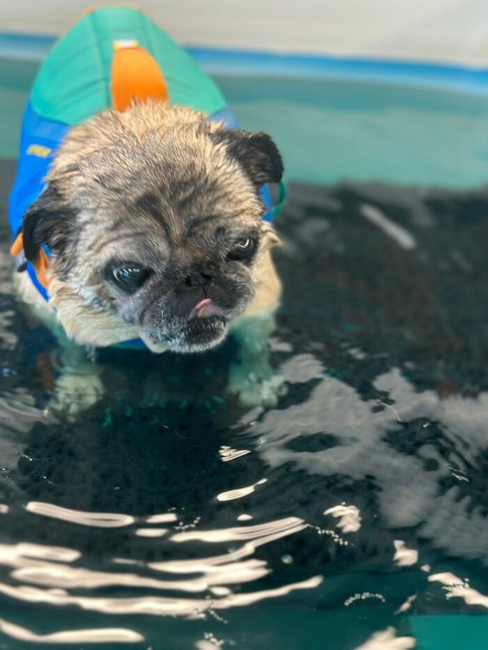 Images Frisky Pup Canine Hydrotherapy & Fitness