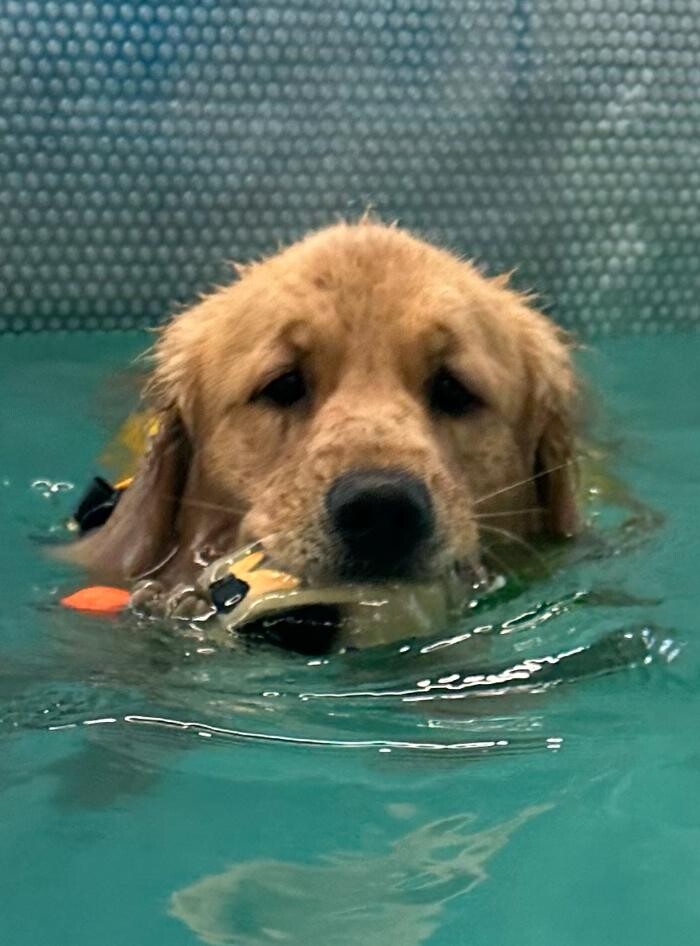 Images Frisky Pup Canine Hydrotherapy & Fitness