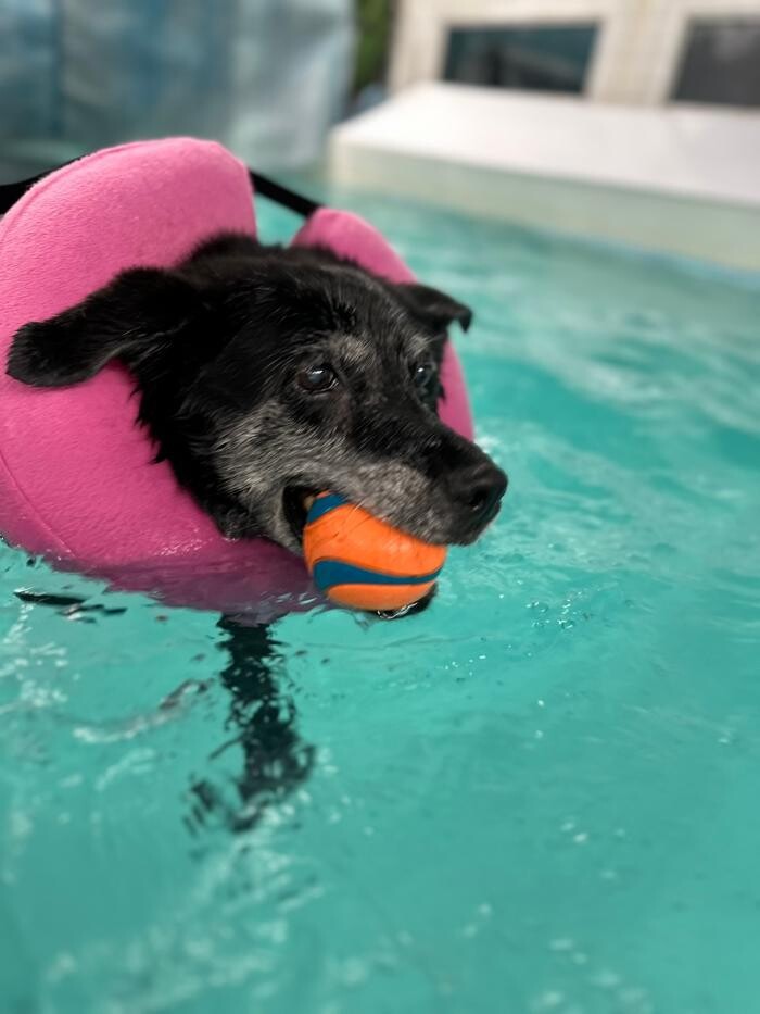 Images Frisky Pup Canine Hydrotherapy & Fitness