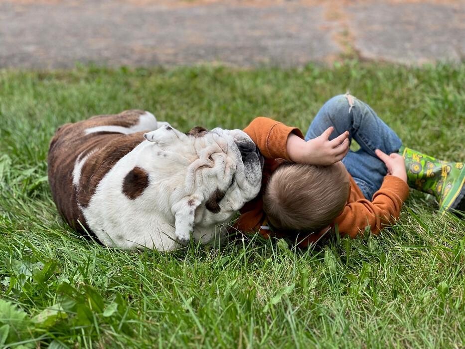 Images Rolling Gait Canine Centre