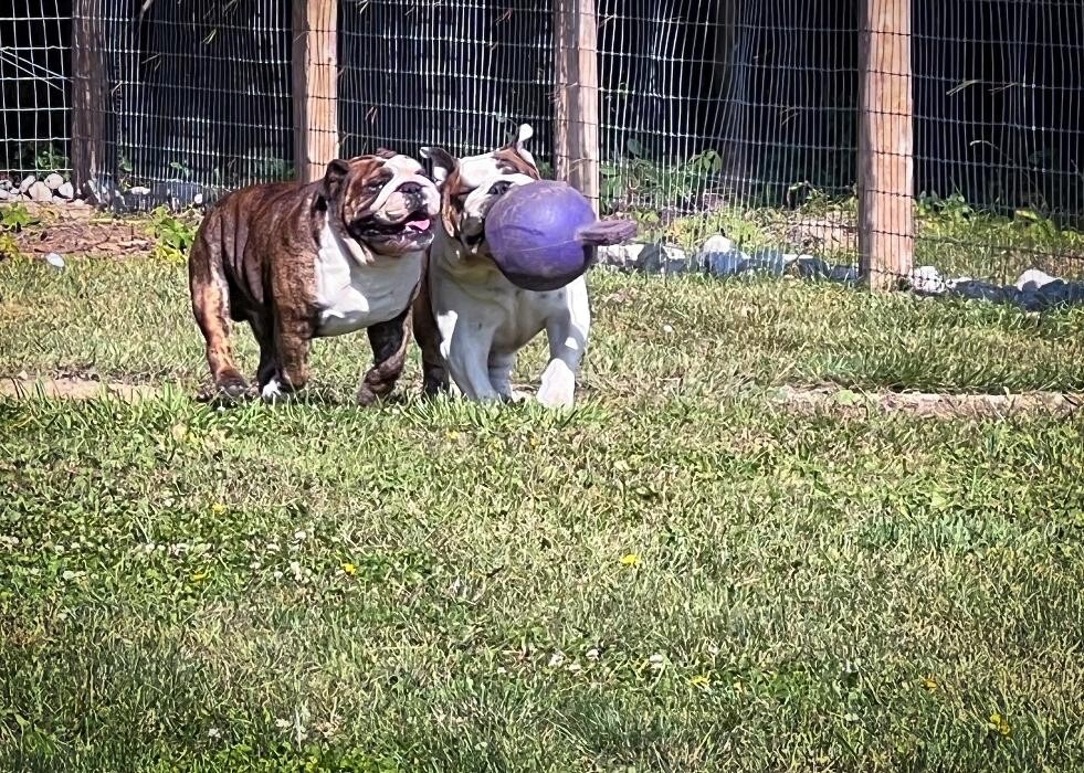 Images Rolling Gait Canine Centre