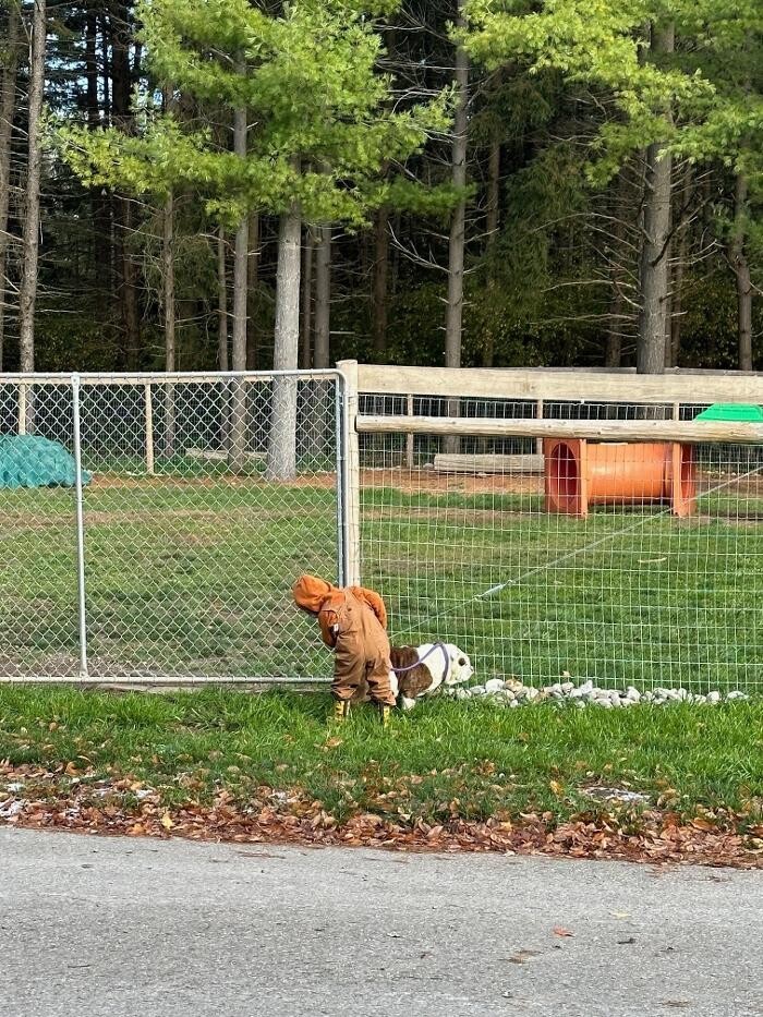 Images Rolling Gait Canine Centre