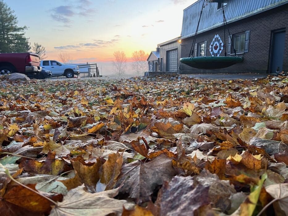 Images Rolling Gait Canine Centre