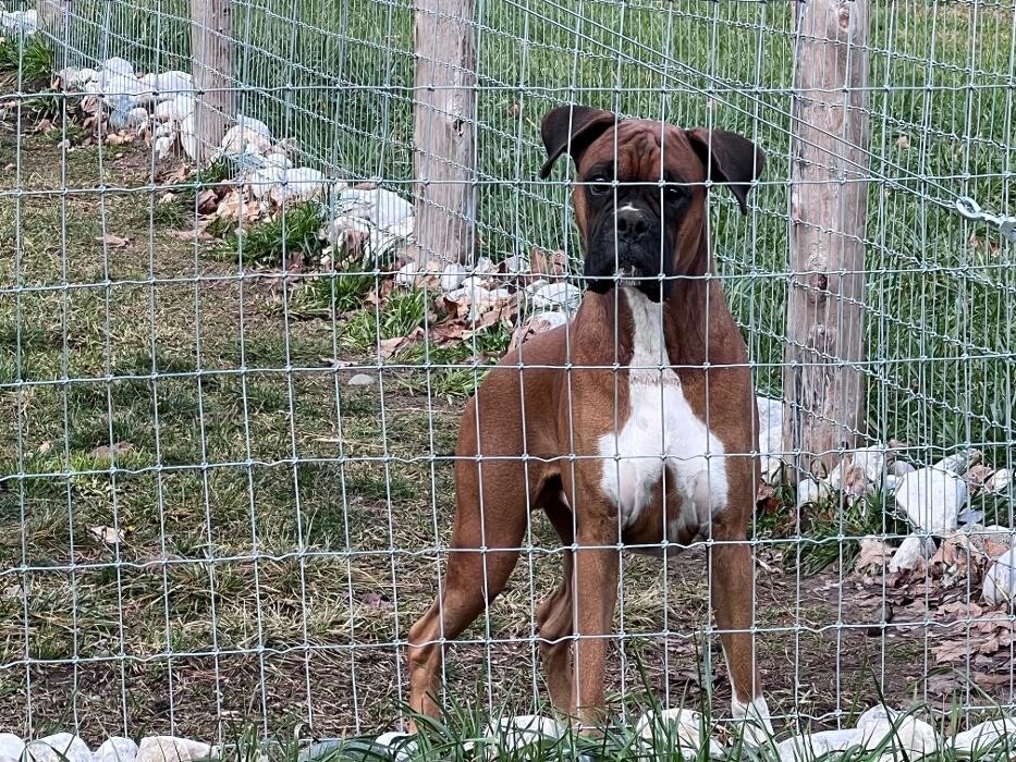 Images Rolling Gait Canine Centre