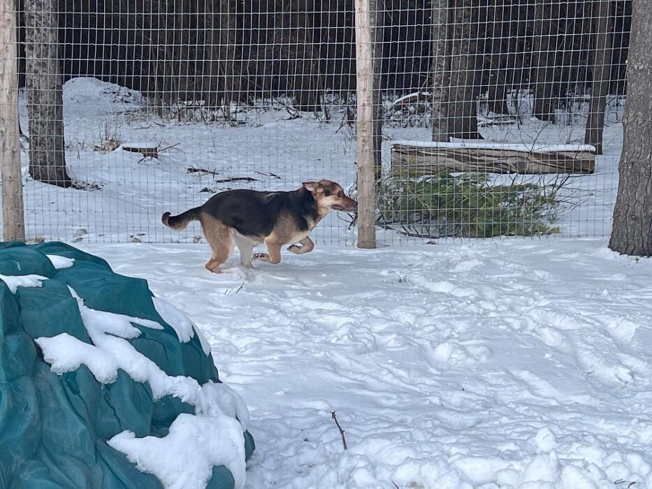 Images Rolling Gait Canine Centre