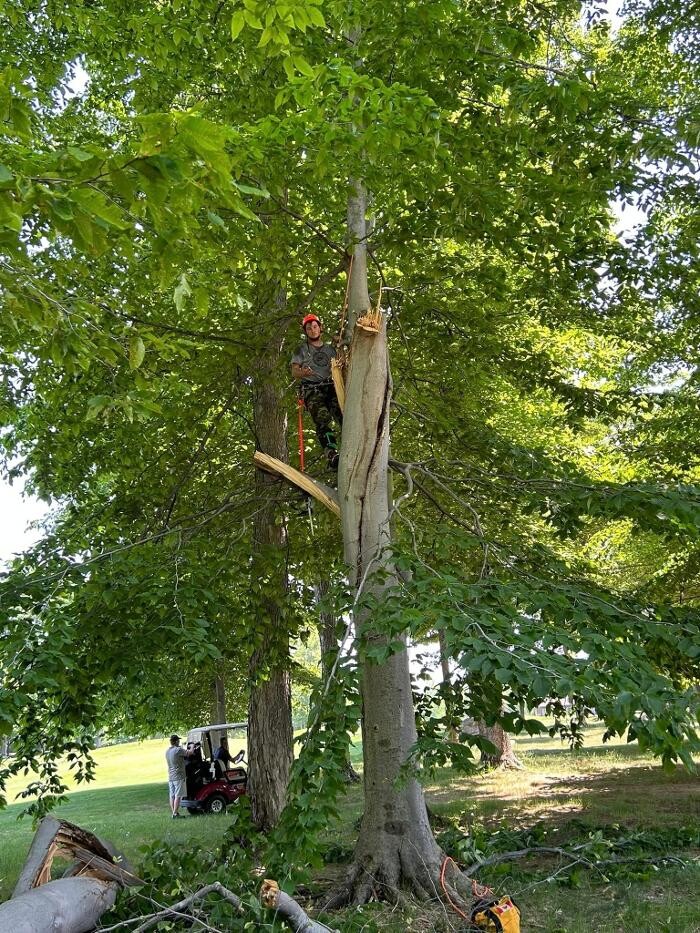 Images BEast Tree Service