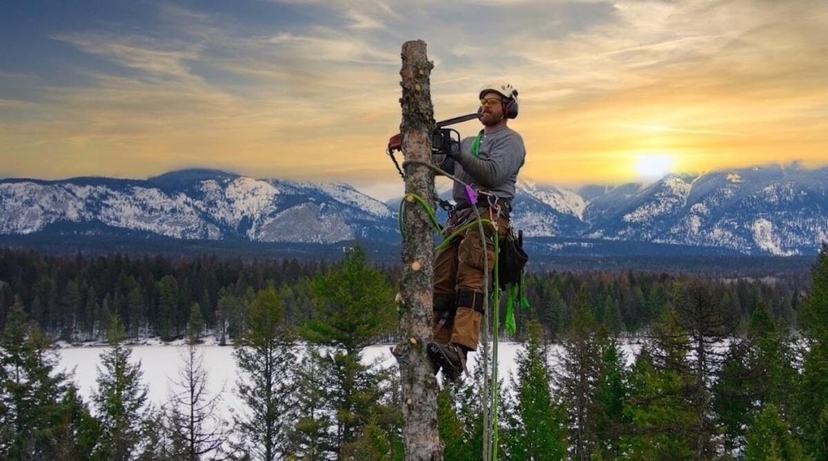 Images Top Notch Tree Felling