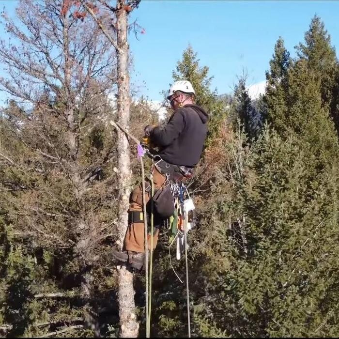 Images Top Notch Tree Felling