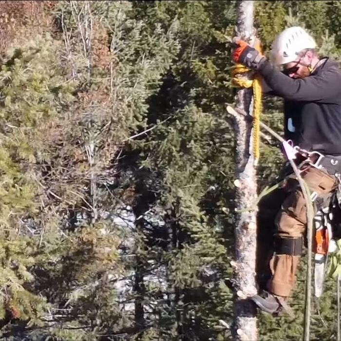 Images Top Notch Tree Felling