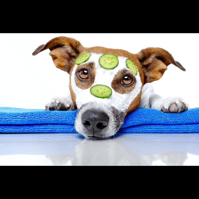 Images Painted Paws Pet Spa